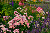 Fototapeta Lawenda - róża i lawenda, lawenda wąskolistna - lavender, (lavandula angustifolia, Rosa), różowe róże i fioletowa lawenda, pink garden roses, flowerbed, ogród kwiatowy
