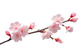 Fototapeta Nowy Jork - pink cherry blossom isolated on white, png, cut-out, Beautiful sakura flowers
