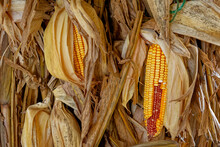 Corn To Be Harvest