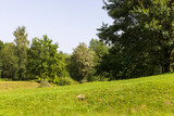 Fototapeta Na ścianę - Different trees growing together in the forest