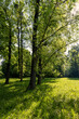 © rsooll - deciduous trees with green foliage in spring, green foliage