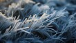Close-up of frost forming on pine needles in a polar tundra.