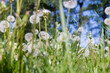 white dandelions in the park in spring