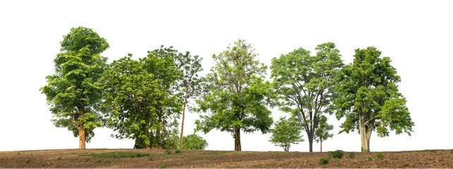 Aufkleber - Green trees isolated on transparent background forest and summer foliage for both print and web with cut path and alpha channel.