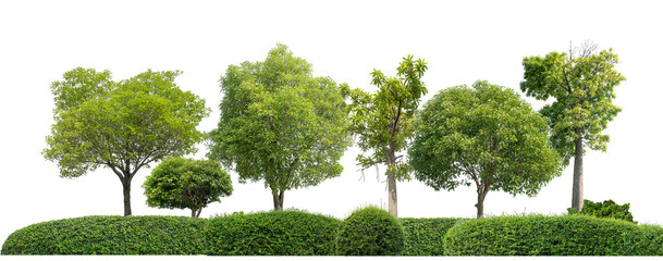 Poster - Colorful shrubs, ornamental plants, gardens or parks. isolated on transparent background cut path.