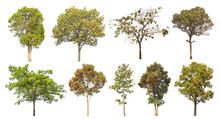 Collection Of Green Trees Isolated On Transparent Background. For Easy Selection Of Designs..