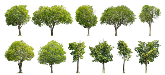Poster - Collection tree cut out from original background and replace with white background for easy to selection.