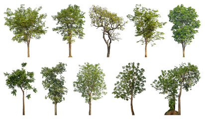 Poster - Collection of green trees isolated on transparent background. for easy selection of designs.