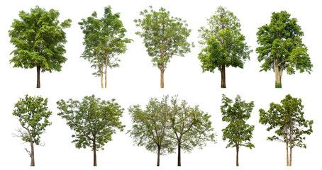 Poster - Collection of green trees isolated on transparent background. for easy selection of designs.
