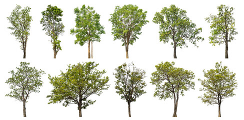 Poster - Collection of green trees isolated on transparent background. for easy selection of designs.