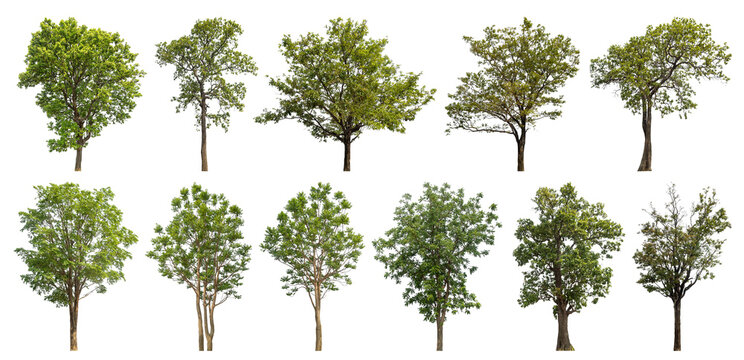 Collection of green trees isolated on transparent background. for easy selection of designs.