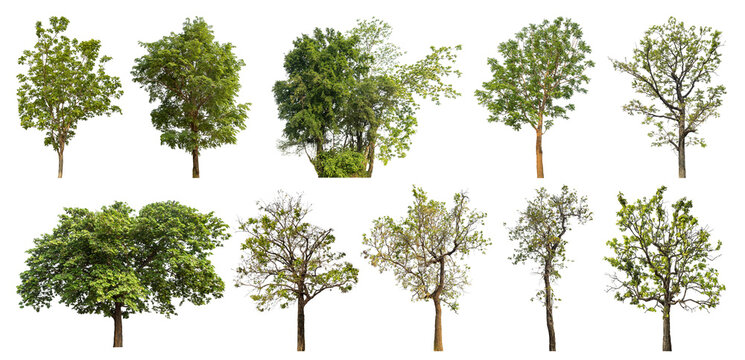 Collection of green trees isolated on transparent background. for easy selection of designs.