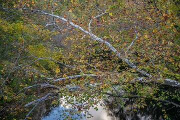 Sticker - autumn in the mountains