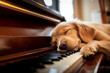 Close-up view at Golden retriever's face white fluffy dog sleep on the piano's keyboard.

