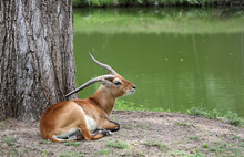 Image Of Lechwe Or Red Lechwe, Or Southern Lechwe (Kobus Leche) Antelope, Near The Water.