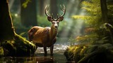 Fototapeta  - deer in the forest