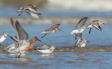 Wall Mural - red knot, calidris canutus