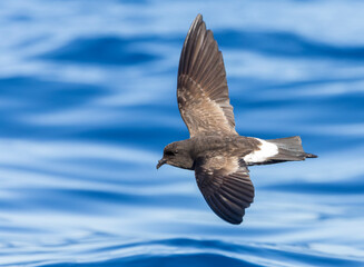 Wall Mural - new zealand storm petrel, fregetta maoriana