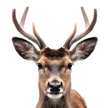 Close Up Of A Deer Head With Horn Isolated On White Background Cutout