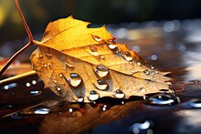 Close Up Autumn Leaf In Raindrops