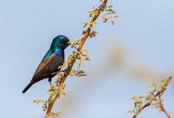 Wall Mural - palestine sunbird, cinnyris osea