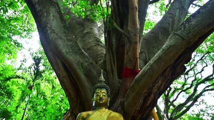 Poster - Old Buddha statue under a large Bodhi tree in Wat Jed Yod, Chiang Mai Province, Thailand.