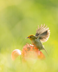 rufous-capped babbler, cyanoderma ruficeps davidi