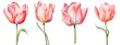 set of beautiful tulip flowers, isolated over a transparent background, cut-out floral, perfume / essential oil, romantic wildflower or garden design elements PNG collection