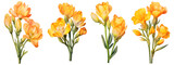 set of beautiful freesia flowers, isolated over a transparent background, cut-out floral, perfume / essential oil, romantic wildflower or garden design elements PNG collection
