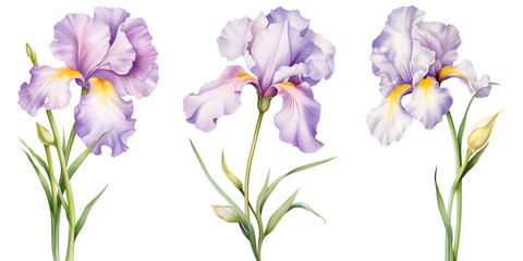 Wall Mural - set of beautiful iris flowers, isolated over a transparent background, cut-out floral, perfume / essential oil, romantic wildflower or garden design elements PNG collection