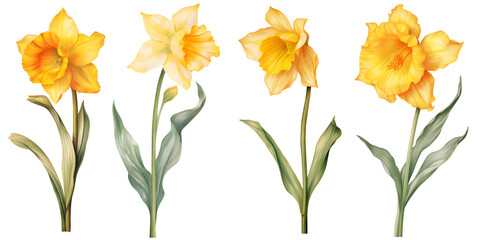 Wall Mural - set of beautiful daffodil flowers, isolated over a transparent background, cut-out floral, perfume / essential oil, romantic wildflower or garden design elements PNG collection
