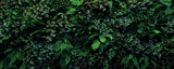 Fototapeta Zachód słońca - Herb wall, plant wall, natural green wallpaper and background. nature wall. Nature background of green forest