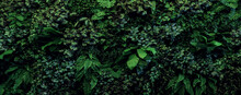 Herb Wall, Plant Wall, Natural Green Wallpaper And Background. Nature Wall. Nature Background Of Green Forest