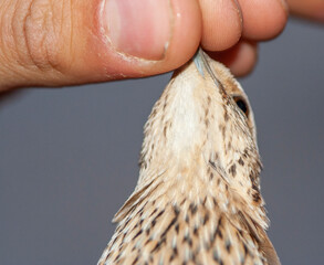 Common Quail, Coturnix coturnix