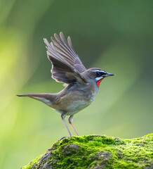 Wall Mural - Siberian Rubythroat, Luscinia calliope