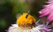 Schwebfliege auf einer Garten-Strohblume