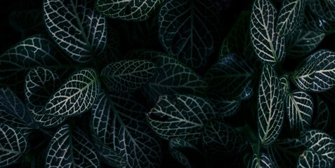 abstract fractal background