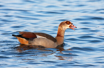 Wall Mural - egyptian goose, alopochen aegyptiaca