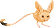  Cute Long eared Jerboa Mouse watercolor illustration