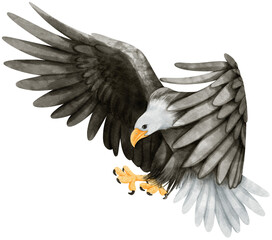 Wall Mural - Bald eagle Bird watercolor illustration
