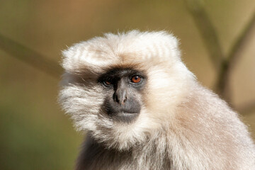 Wall Mural - Nepal Gray Langur, Semnopithecus schistaceus