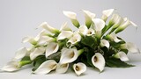 Fototapeta Tulipany - A cluster of elegant calla lilies with their graceful curves and pristine white petals, creating a sense of purity and sophistication