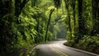 A road through a lush, tropical rainforest