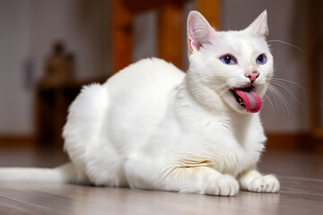 Wall Mural - white cat sits on the floor with a pink outstretched tongue. AI GENERATE