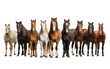 Colorful Different Horse Breeds Collection Isolated on Transparent Background PNG.
