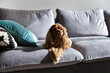 Cute dog, cavalier spaniel resting on gray sofa