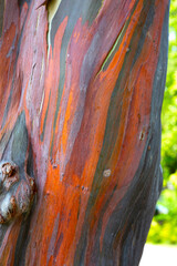 Wall Mural - Textures patterns of eucalyptus tree. Colorful tree bark