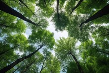 Looking Up At The Green Tops Of Trees. Generative Ai