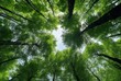 Looking up at the green tops of trees. generative ai