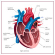Human heart anatomy. Medical illustration. Educational poster.